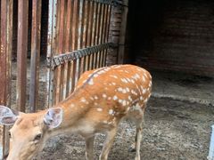 -意大利农场度假村