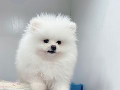 -萌宠之家·腊肠犬·马尔泰·小体犬舍