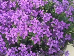 -北国之春国宴(乌兰察布店)