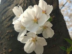 -嘉定紫藤园