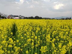 -东梓关景区村庄
