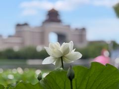 -莲花池公园