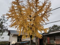 -千年银杏谷文化旅游区