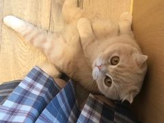 -CAT’S MEWSTAR CAFE·喵星球猫屋(晴湾咖啡店)