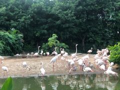 -广州长隆飞鸟乐园