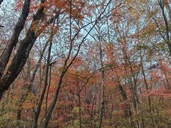 -五女峰国家森林公园