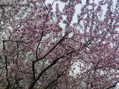 -桃花堤公园