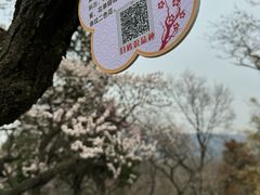 -梅花山(明孝陵内)