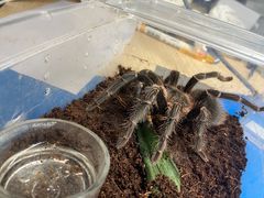 -酷以爬仙阁实体爬宠店·守宫·蜥蜴·专业繁育