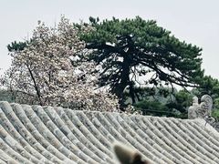 -潭柘寺景区