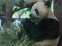-成都动物园