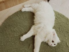 -猫和宫(六道口店)
