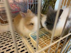 -猫猫幼稚园·撸猫·桌游·电玩