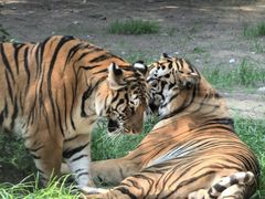 -北京野生动物园