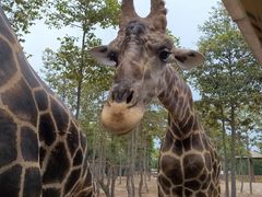 -清迈夜间动物园