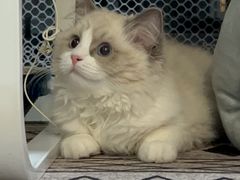 -lincat·猫舍(广州店)