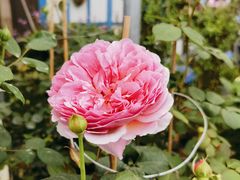 -桂林市花鸟市场