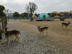 -苏州太湖西山岛开心农场