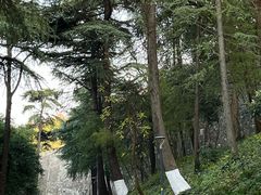 -紫金山山顶公园