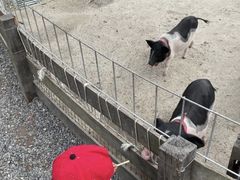 -前小桔亲子创意农场·草莓采摘·露营烧烤