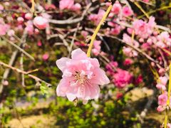 -燕郊植物园