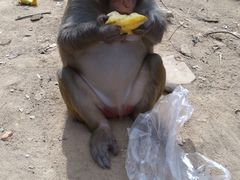 -南湾猴岛+椰田古寨一日游