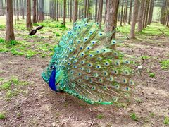 -黄海国家森林公园