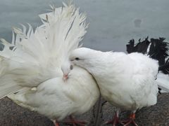 -阿芙乐尔号巡洋舰