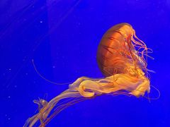 -上海海洋水族馆