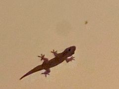 -西双版纳融创皇冠假日度假酒店