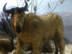 -陕西自然博物馆