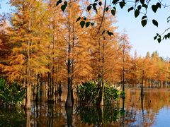 -白鹭湾湿地公园