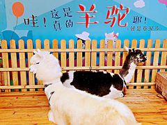 景观位-佟小曼手工茶饼坊(鼓浪屿1店)