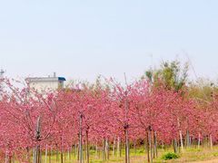 -天适樱花悠乐园