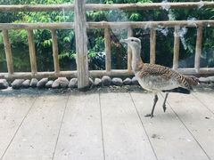 -石家庄市动物园