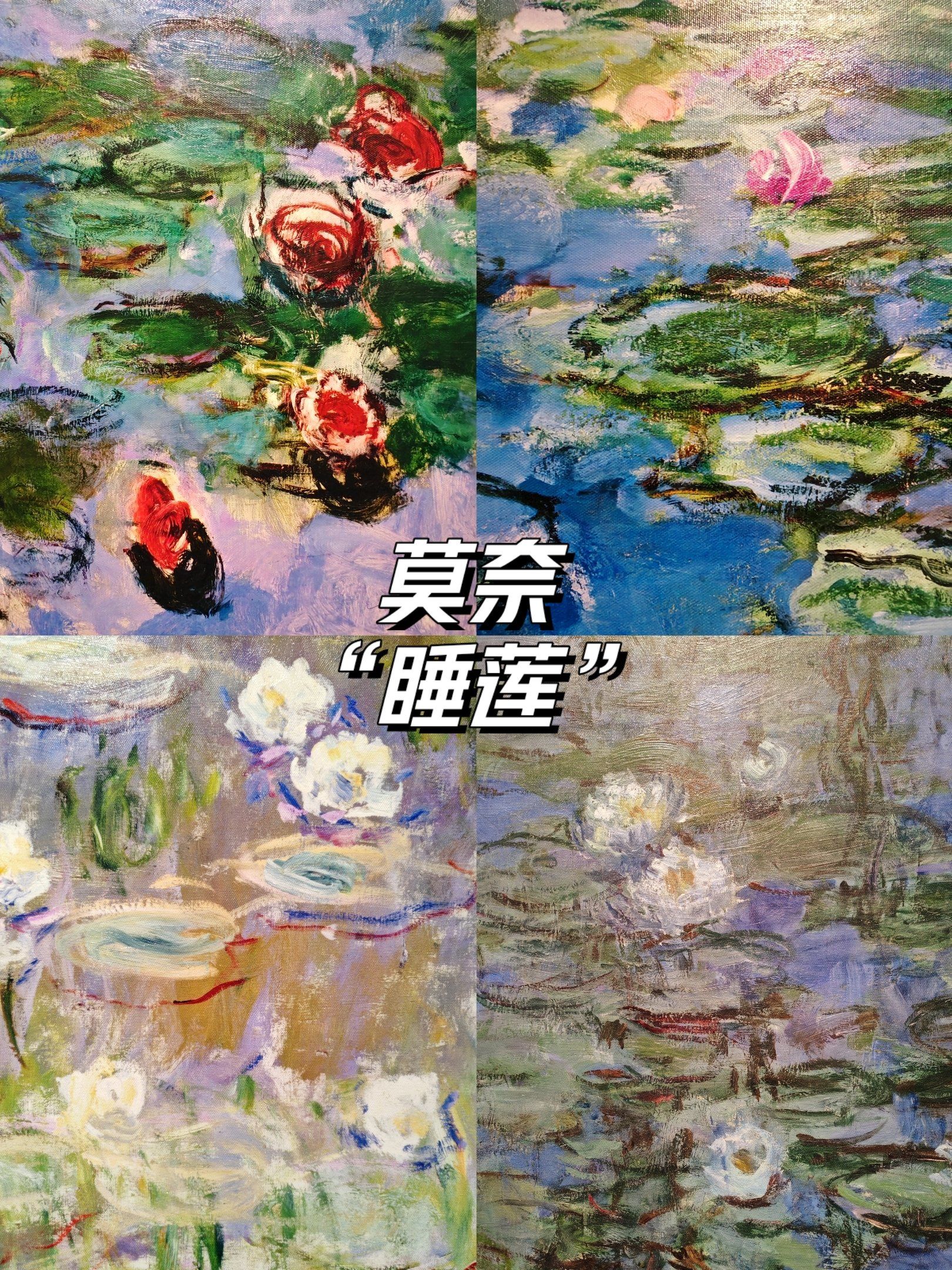 绝美睡莲|走进莫奈的睡莲世界?
