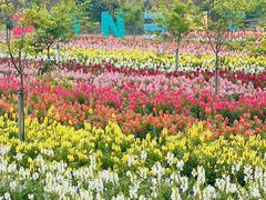 -天适樱花悠乐园