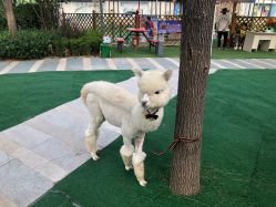 -萌宠亲子动物乐园(槐房万达店)