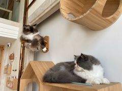-Catmate·猫肥家润(金润铂宫店)