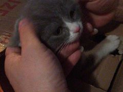 -芭比堂宠物医院·全科爱猫医院·仁德分院