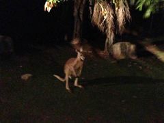 -清迈夜间动物园