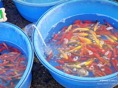 -中环花鸟鱼虫市场