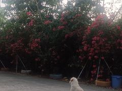 -天下先生态园农庄CS团建露营地(海鸥岛店)