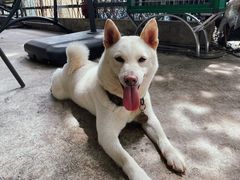 -柴犬高等学院·狗咖·柴犬售卖·宠物训练