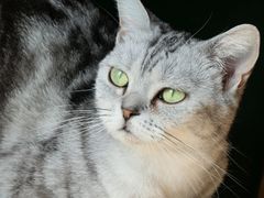 -安格丽娜·狗咖·猫咖羊驼咖(春熙路百盛商场店)