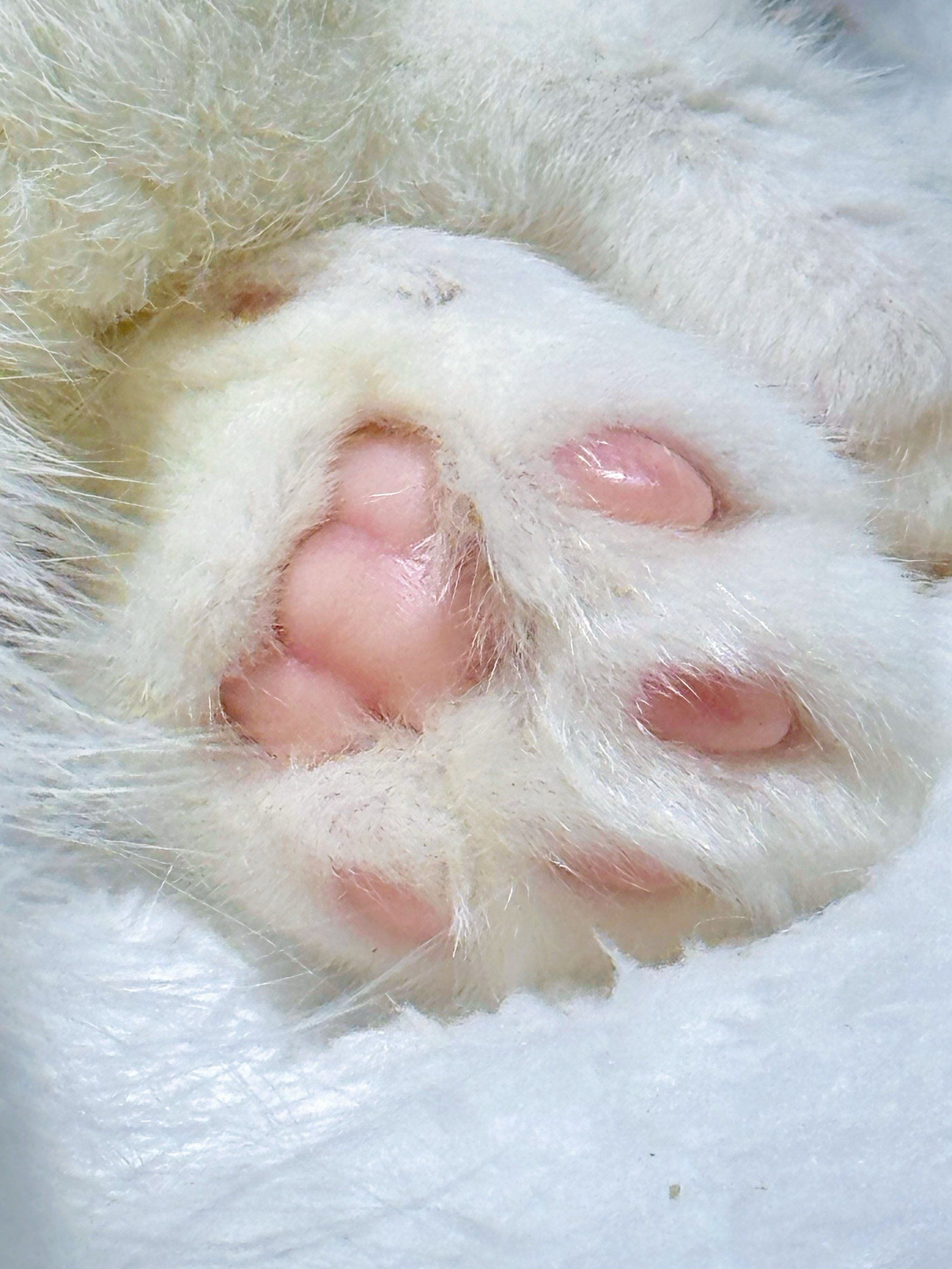 好久没看着这么标准的肉垫粉爪爪了🐾