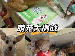-安安宠医宠物医院·异宠·犬猫内科(岳阳分院)