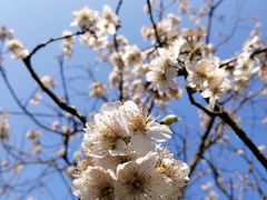 -樱桃山旅游景区