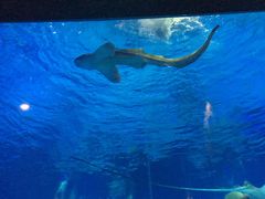 -烟台海昌鲸鲨海洋公园