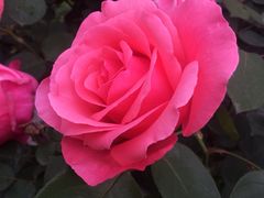 -菲滋意式餐厅(金华银泰城店)